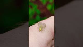 Green LacewinginsectChrysopa lacewig insects nature naturalife [upl. by Emylee]