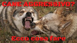 Cane aggressivo Ecco cosa fare [upl. by Eerdna]