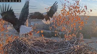 Scout wont give the fish to Bella and flies away with it  NCTC Eagle Nest 秃鹰 2024 10 28 [upl. by Elbertine109]