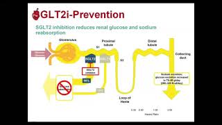 Focus sur les inhibiteurs SGLT2 [upl. by Elise656]