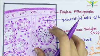 Histology of TESTIS [upl. by Ro]