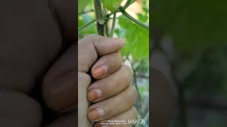 aubergine 🍆🍆ytshortstrendingvideo gardening [upl. by Htinnek261]