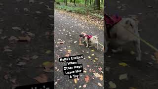 Puggle loves finding toys doglover dogshorts pugglesofinstagram [upl. by Channa]