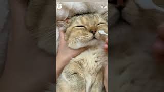 time for a good treatment short viral cat lovers [upl. by Nabla]