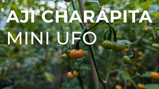 Aji Charapita Mini UFO  Open Pepper Breeding [upl. by Apfelstadt]