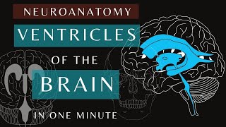 Ventricles of the Brain  Animation  Anatomy and Physiology shorts brain ventricles [upl. by Ardried683]