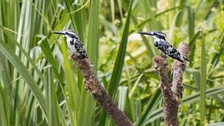 BIRDS CHIRPING IN THE JUNGLE [upl. by Rather]