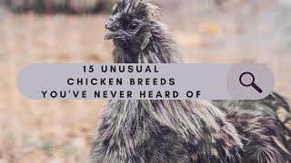 15 Unusual Chicken Breeds Youve Never Heard Of [upl. by Lednahc454]