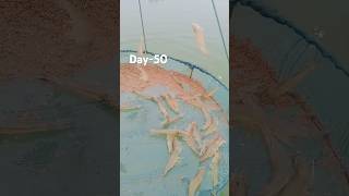 Vannamei shrimp 🦐 farming day 50 size and growthfishing shortfeed shorts prawns Farmere1x [upl. by Rahm]