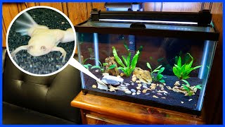 Buying A BABY ALBINO FROG For My Aquarium [upl. by Rafaj]