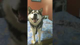 husky voice 🥰cute and funny video 🥰🥰 [upl. by Eittah22]