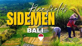 Beautiful rice fields of Sidemen Bali  Travel the World [upl. by Hibben]