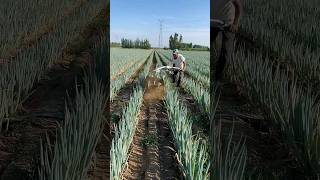 Ultimate HighSpeed AllGear Trenching amp Soil Ridging Machine in Action planting farming shorts [upl. by Venable639]