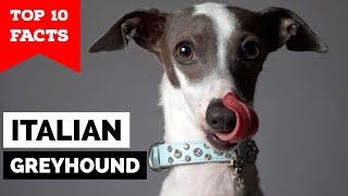 Italian Greyhound  Top 10 Facts [upl. by Nilrah]