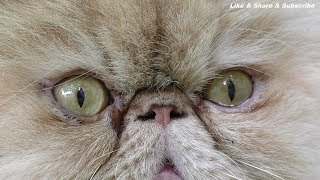 4K  Katze  Perserkatze  Perserkater Fotomodel  video background hd [upl. by Anerec]