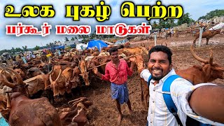 🔥அந்தியூர் குருநாதசாமி பர்கூர் மாட்டு சந்தை  BARKUR COW MARKET IN ANTHIYUR  K7 [upl. by Jurkoic]