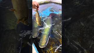 arapaima food hunting style  fresh water monster fish arapima rivermonster hobbyspot [upl. by Aliuqat]