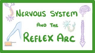 GCSE Biology  Nervous System and Reflex Arc 58 [upl. by Alaik486]