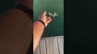 Reliving my childhood catching blue gills fishing outdoors explore [upl. by Aened]