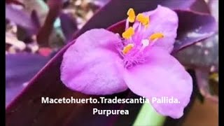 MacetohuertoTradescantia PallidaPurpurea Propiedades medicinales y su reproducción [upl. by Sura]