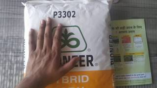 Pioneer p3302 hybrid corn seeds की पूरी जानकारी। किसान भाइयों की एक ओर पसंदीदा मक्का [upl. by Constant]