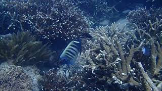 Diving around Mackay Queensland Australia [upl. by Nerdna]