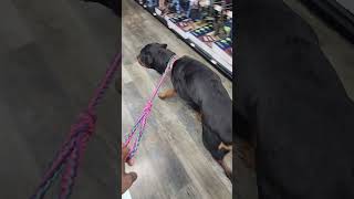 Rottweiler Birthday Pet store visit [upl. by Atinav]