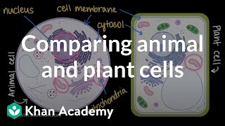 Animal cells vs plant cells  Whats the difference  Anatomy amp function [upl. by Eliot]