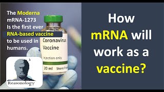 How mRNA can work as a Vaccine Moderna mRNA1273 vaccine against COVID19 [upl. by Htilil420]