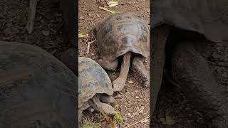 Visité las Islas Galapagos [upl. by Ahsoyem]