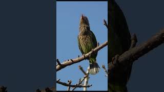 He Sings With Closed Bill  Brown headed Barbet [upl. by Dalohcin530]