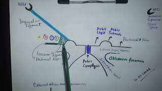 Inguinal Region anatomy with Mnemonic [upl. by Cram]