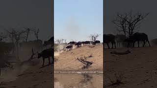 What lies between Letaba and Olifants Camp wildlife buffalo kruger national video animals [upl. by Llednyl639]