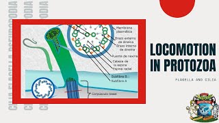 Ignou BZYCT131 Protozoans Part 10 [upl. by Llerrut]