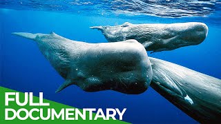 Giants of the Seas  The Mystery of the Sperm Whales  Free Documentary Nature [upl. by Aisatna]