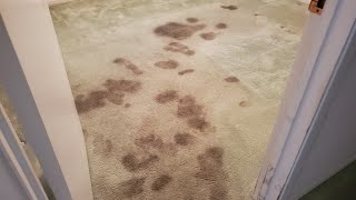 Extreme Pet Urine Carpet Cleaning ASMR [upl. by Lund]