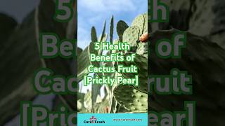 5 Health Benefits of Cactus Fruit Prickly Pear 🌵  CareCrash [upl. by Kcirre]