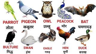 Birds Name in Hindi and English With pictures ।। Different types of Birds ।। पक्षियों के नाम [upl. by Huntley533]