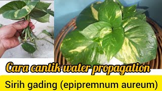 water propagation epipremnum aureum sirih gading [upl. by Evars358]