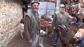 Ganaderos en su hábitat  Cabras en Valcayo  132024 [upl. by Euv]