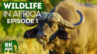 Incredible Wildlife of Africa  Episode 1  8K HDR Animals in Natural Habitat with Real Sound [upl. by Yleik]