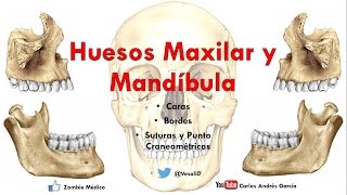 Anatomía  Huesos Maxilar y Mandibula Caras Bordes Inserciones Musculares [upl. by Lala357]