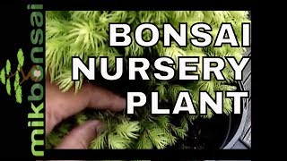 🇬🇧 Bonsai a Nursery Plant  Spruce Picea Glauca  How to make a bonsai tree from Nursery Stock [upl. by Eagle]