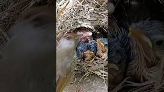 Growing in the Wild Great Reed Warbler Babies Journey shortsvideo trendingshorts [upl. by Ydnerb]