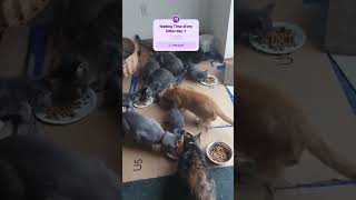 FEEDING ROUTINE DAY10 cat catfood feedinganimals catlovers [upl. by Nnairek]