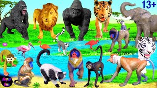 Big Cat Week 2023  Lion Tiger Elephant Gorilla Mandrill Monkey Lemur 13 [upl. by Favrot]