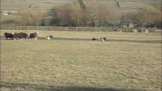 Border Collie Puppies seeing Sheep for the First Time [upl. by Ainad]