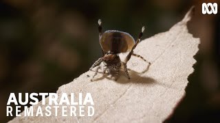 This peacock spider is dancing for his life  Australia Remastered Forest [upl. by Taber]