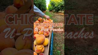 Peach Paradise Chico States UPick Event Returns on August 14 2024 🍑🎉 │ Explore Butte County [upl. by Mateo881]