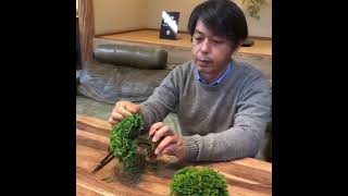 What Happened to bonsai plant mantaince [upl. by Ettenna]